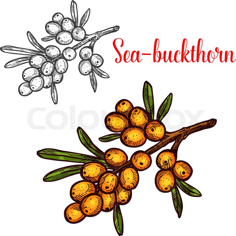 800x799 Sea Buckthorn Berry Sketch Icon. Vector Botanical Design Of - Berry Sketch