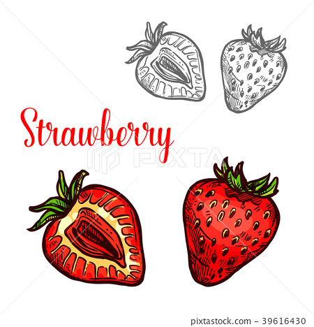450x468 Strawberry Fruit Isolated Sketch Of Fresh Berry - Berry Sketch