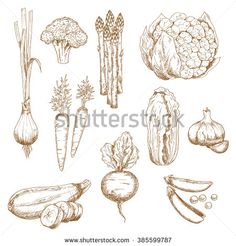 236x246 Summer Fruit And Berry Sketch. Fresh Raspberry, Strawberry, Grape - Berry Sketch