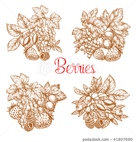 450x468 Vector Sketch Berry Fresh Farm Harvest - Berry Sketch