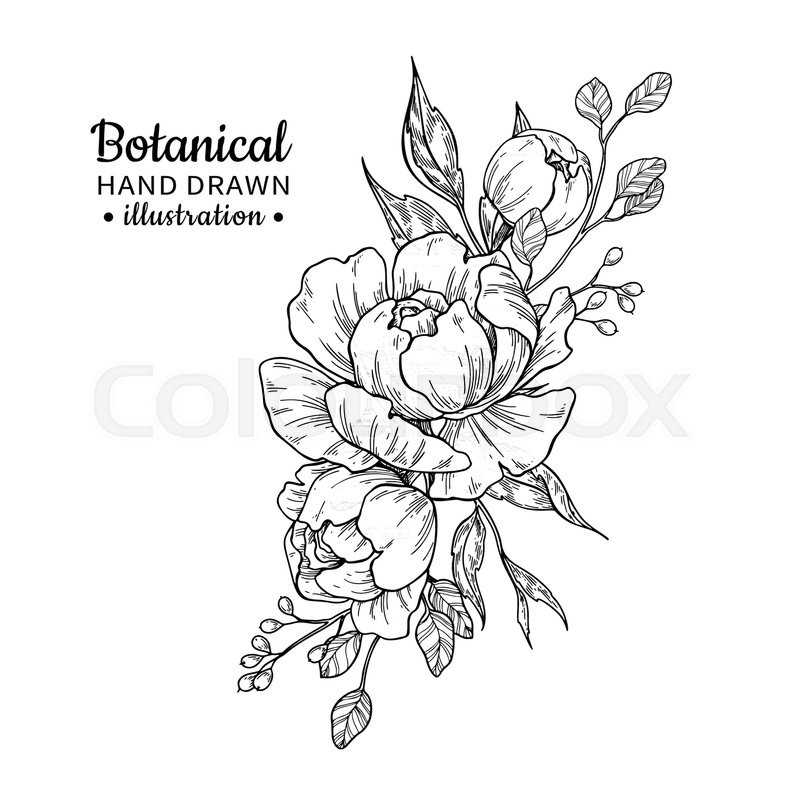 800x800 Vintage Flower Bouquet. Vector Drawing. Peony, Rose, Leaves And - Berry Sketch