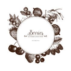 235x235 Vintage Fruit And Berry Sketch Card Design Vector Art Illustration - Berry Sketch