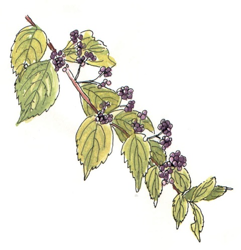 480x498 Beauty Berry Sketch - Berry Sketch
