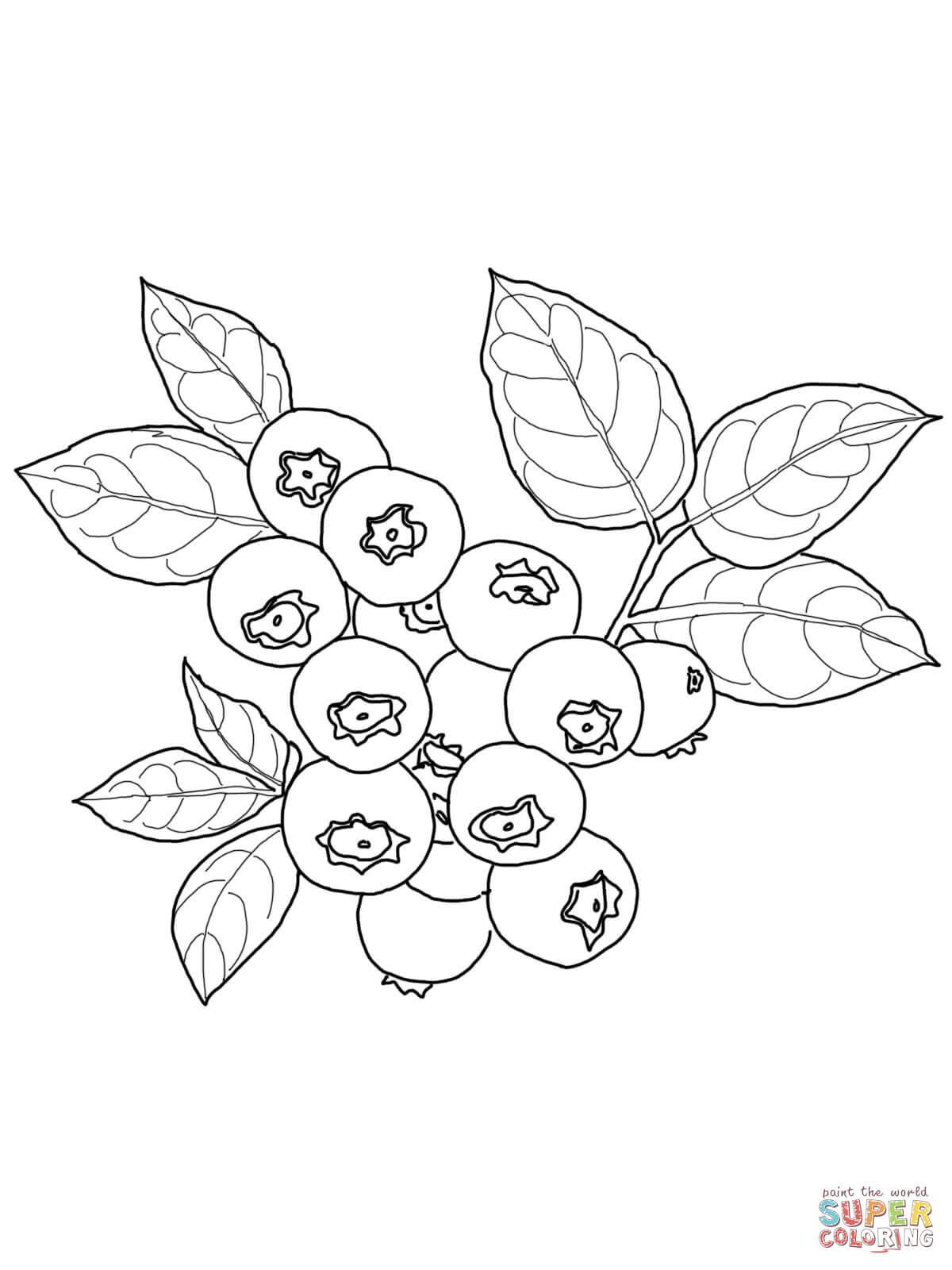 1200x1600 Blueberry Clipart Sketch - Berry Sketch