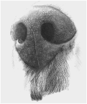 300x360 Realistic Sketch Tutorial Best Of Realistic Drawing Tutorial Diy - Best Sketch Tutorials