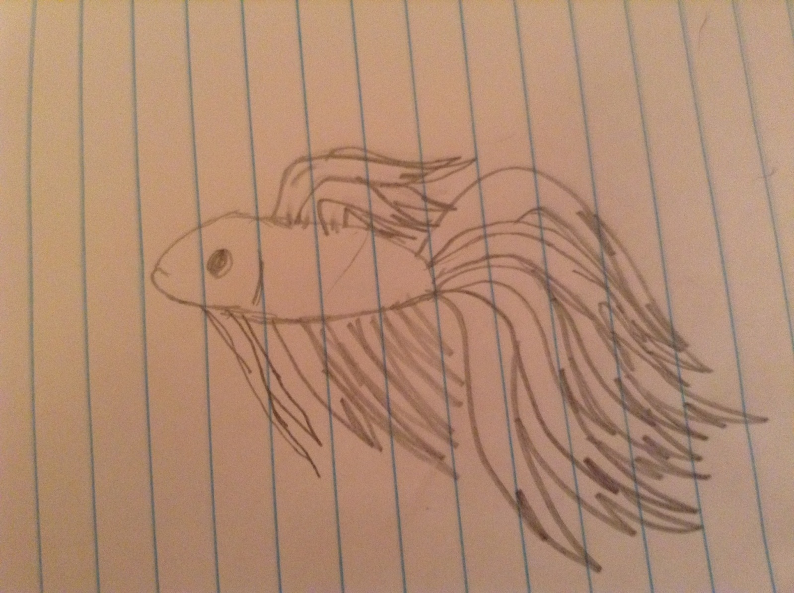 1599x1194 Betta Sketches - Betta Fish Sketch
