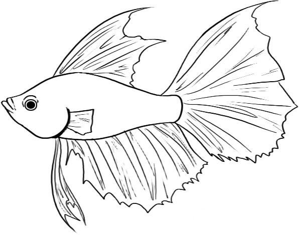 Betta Fish Sketch at PaintingValley.com | Explore collection of Betta ...