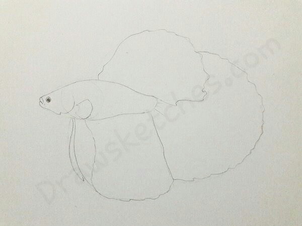 600x450 How To Draw A Betta Fish In A Few Easy Steps With Pictures - Betta Fish Sketch