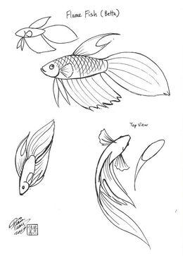260x363 Siamese Fighting Fish Clipart - Betta Fish Sketch