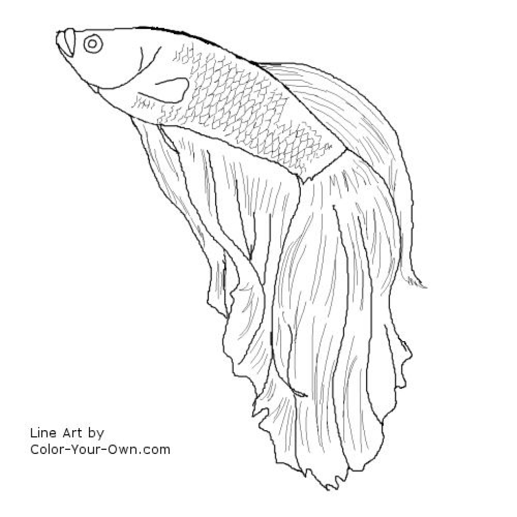 1024x1024 Tropical Fish Clipart Betta Fish - Betta Fish Sketch