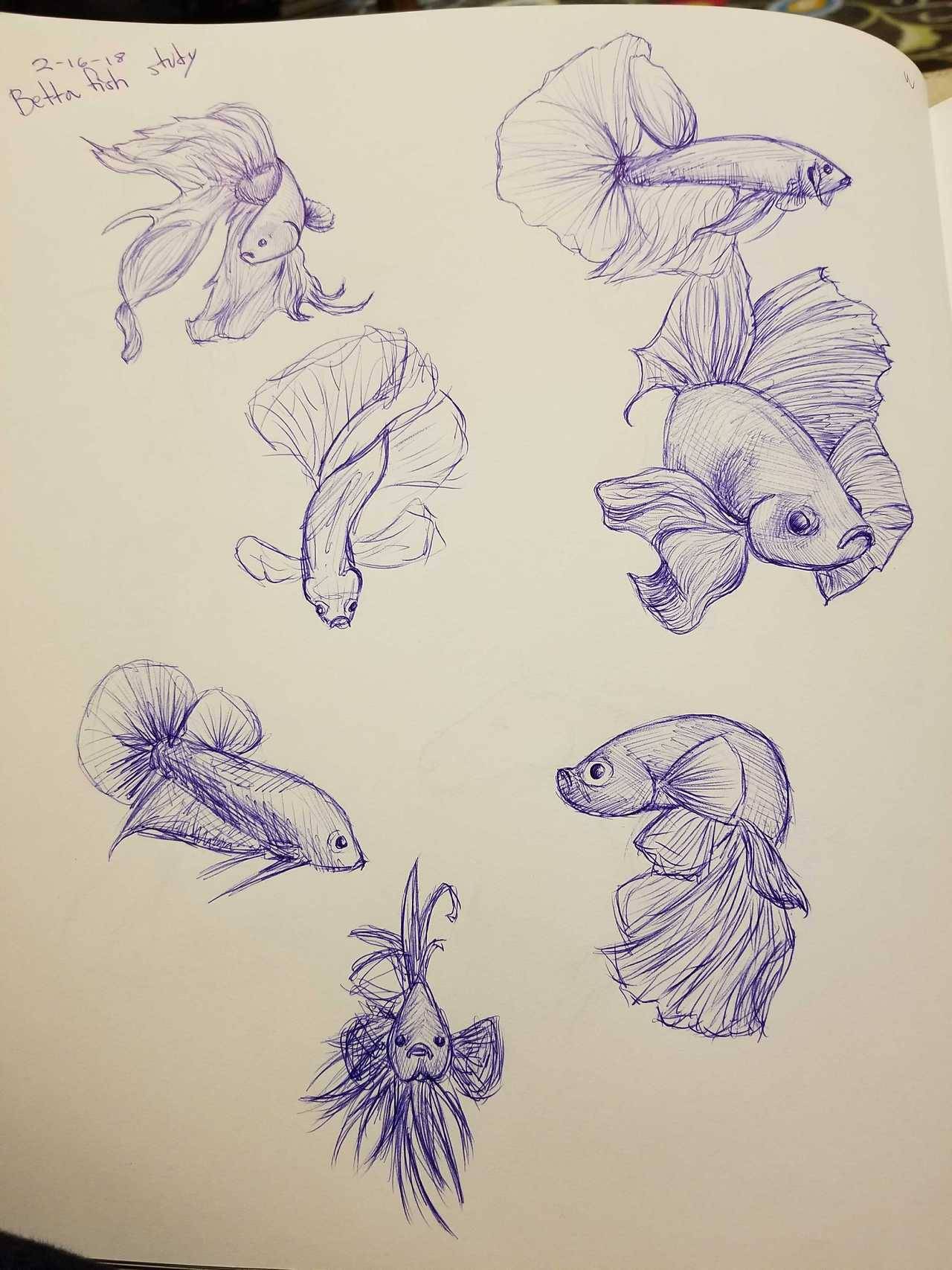 1280x1707 Me And My Dog Betta Fish Sketches! My Pencils Are All - Betta Fish Sketch