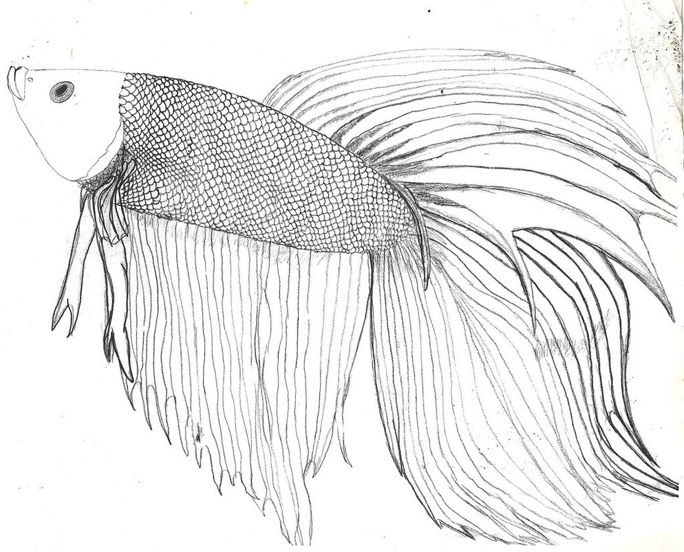 Betta Fish Sketch at PaintingValley.com | Explore collection of Betta