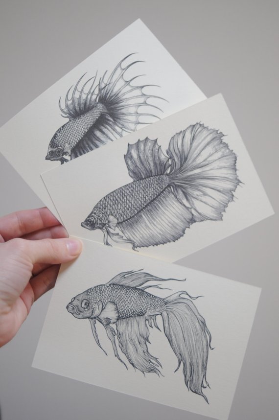 570x858 Betta Fish Postcards Betta Fish Art Halfmoon Crowntail Etsy - Betta Fish Sketch