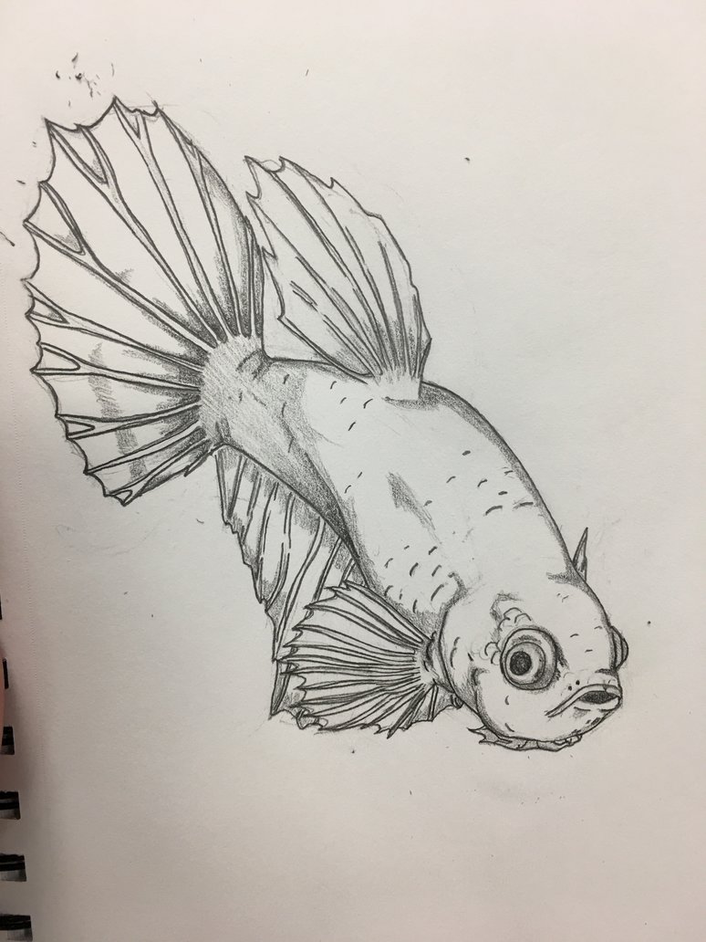 774x1032 Betta Fish Sketch By Paulisill - Betta Fish Sketch