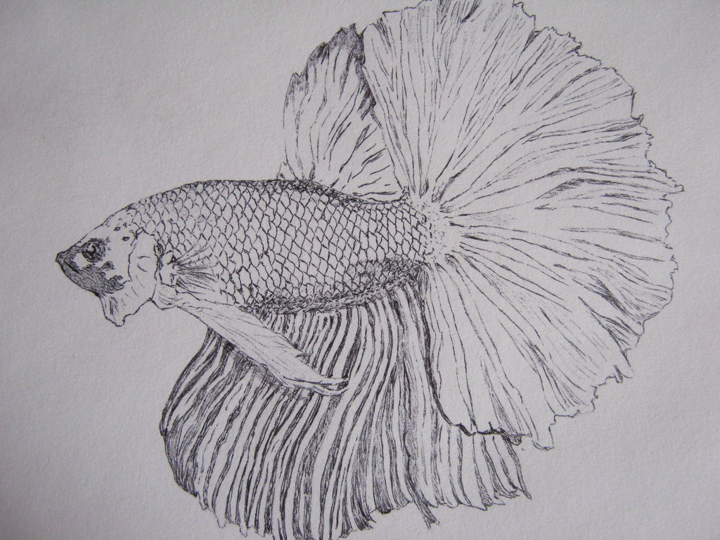 Betta Fish Sketch at PaintingValley.com | Explore collection of Betta ...