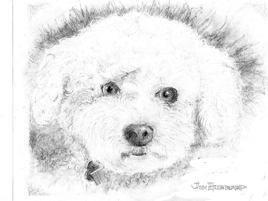 900x674 Bichon Frise Drawing By Jim Hubbard - Bichon Frise Sketch