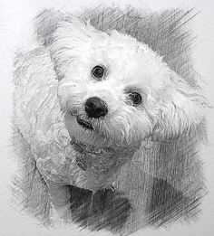 236x261 39 Best Bichon Frise - Bichon Frise Sketch