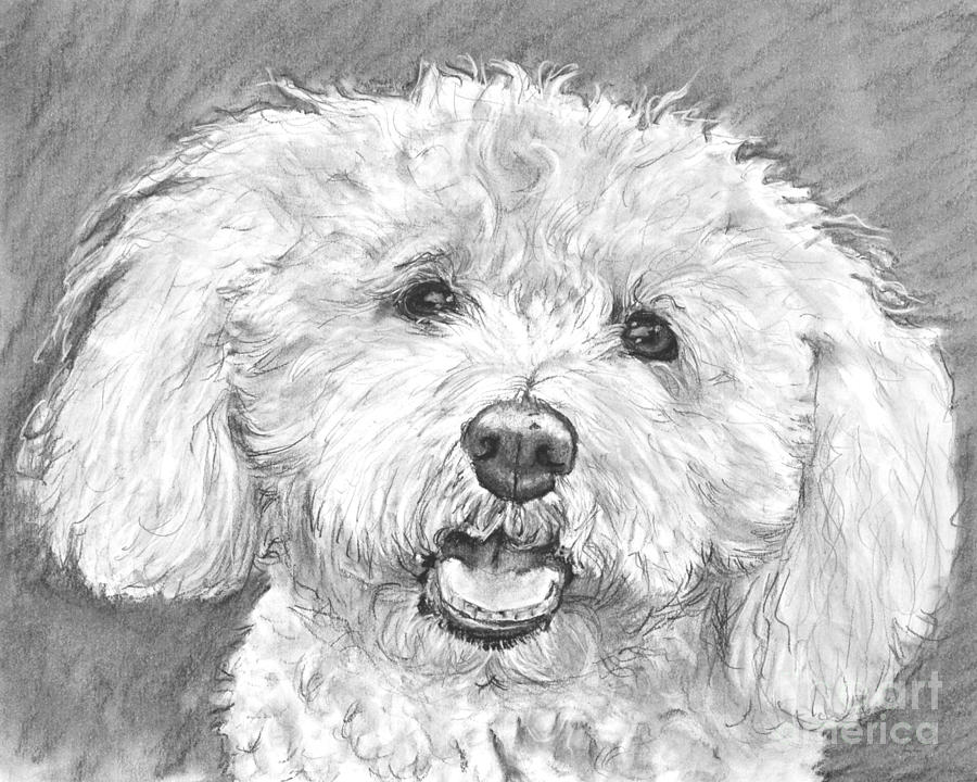 900x720 Bichon Frise With Long Hair Drawing By Kate Sumners - Bichon Frise Sketch