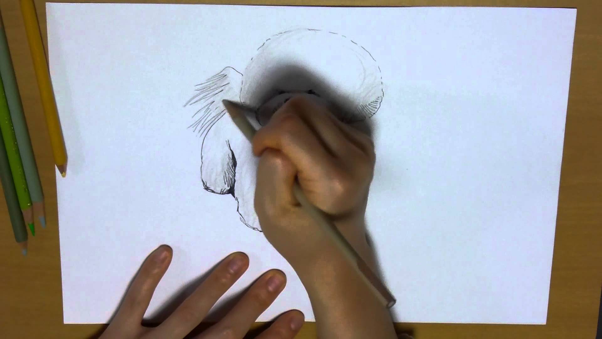 1920x1080 Drawing A Puppy, Bichon Frise, From Scratch With Color Pencils - Bichon Frise Sketch