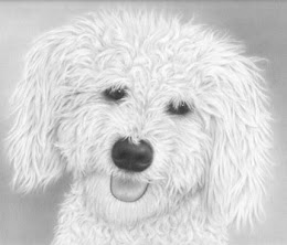 260x222 Fine Art Graphite Portraits Bichon Frise Headstudy - Bichon Frise Sketch