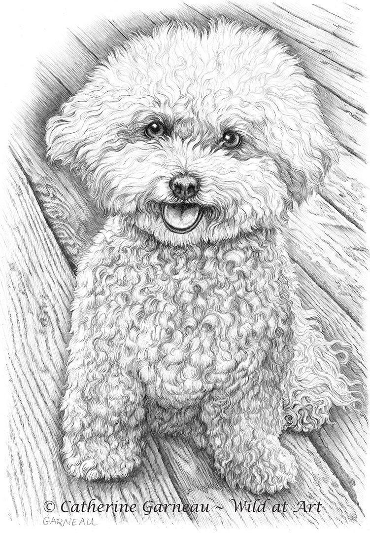 751x1080 Pin By Cassi Moore On Woodburning Bichon Frise, Dogs - Bichon Frise Sketch
