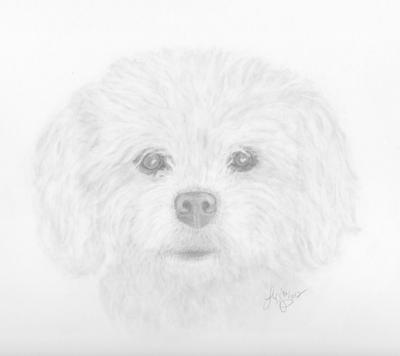 400x356 Princess - Bichon Frise Sketch