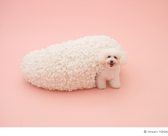 580x470 Architecture For Dogs - Bichon Frise Sketch