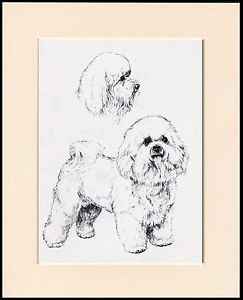 243x300 Bichon Frise Lovely Little Dog Sketch Print Mounted Ready To Frame - Bichon Frise Sketch