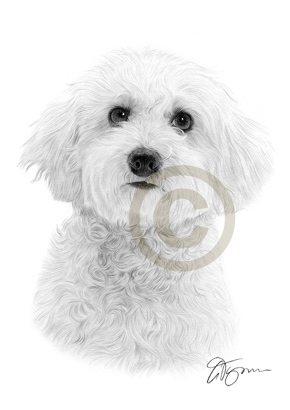 1000x1414 Bichon Frise Art Toy Dog A4 Size Signed Pencil Drawing Artwork - Bichon Frise Sketch