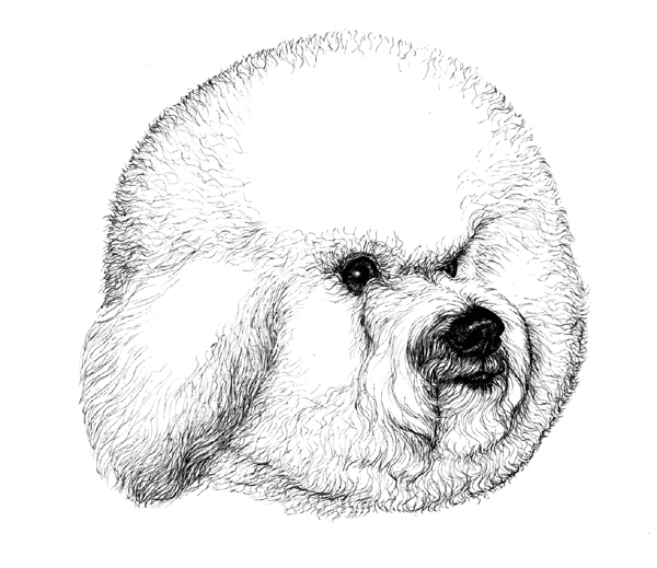 600x519 Bichon Frise Puppy Receipt Book - Bichon Sketch