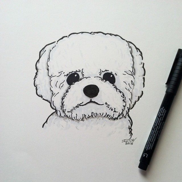 640x640 Bichon Frise Sketch - Bichon Sketch