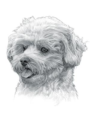 Bichon Sketch at PaintingValley.com | Explore collection of Bichon Sketch