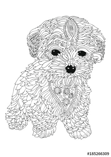 354x500 Bichon Frise Puppy. Hand Drawn Dog. Sketch For Anti Stress Adult - Bichon Sketch