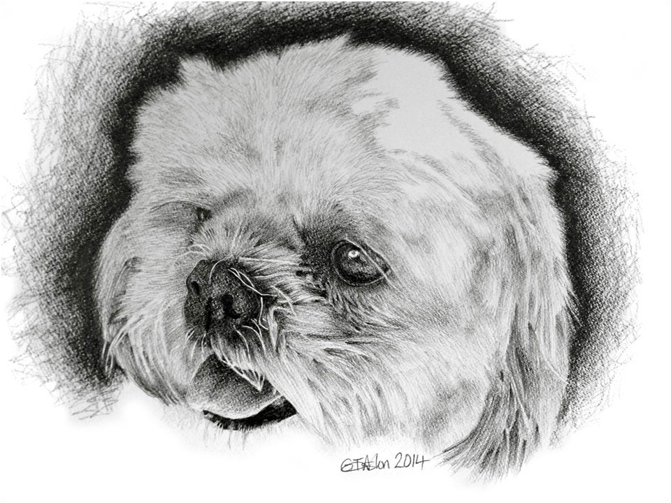 960x720 Buster A Drawing Of A Bichon Frise - Bichon Sketch
