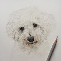 236x236 Custom Pet Portrait, Custom Charcoal Drawing, Bichon Frise, Dog - Bichon Sketch