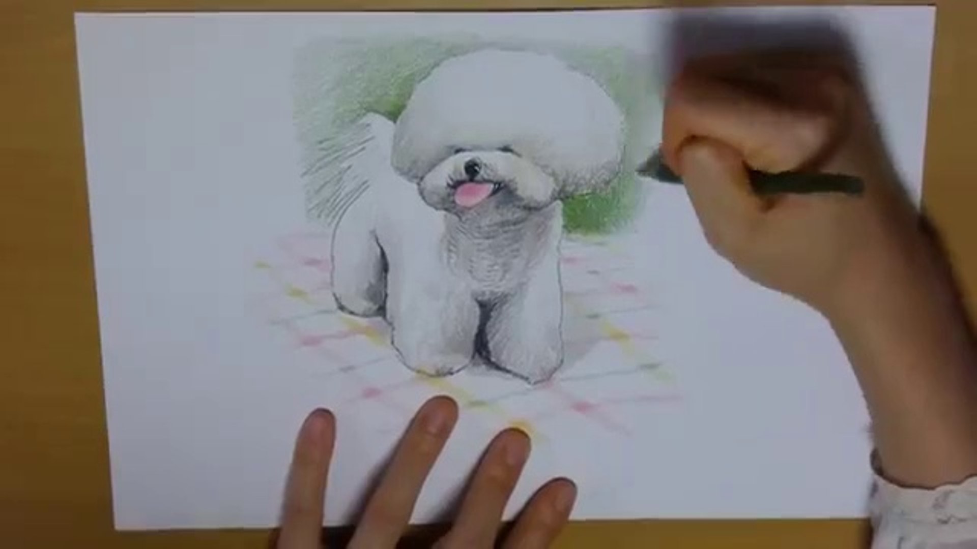 1920x1080 Drawing A Puppy, Bichon Frise, From Scratch With Color Pencils - Bichon Sketch