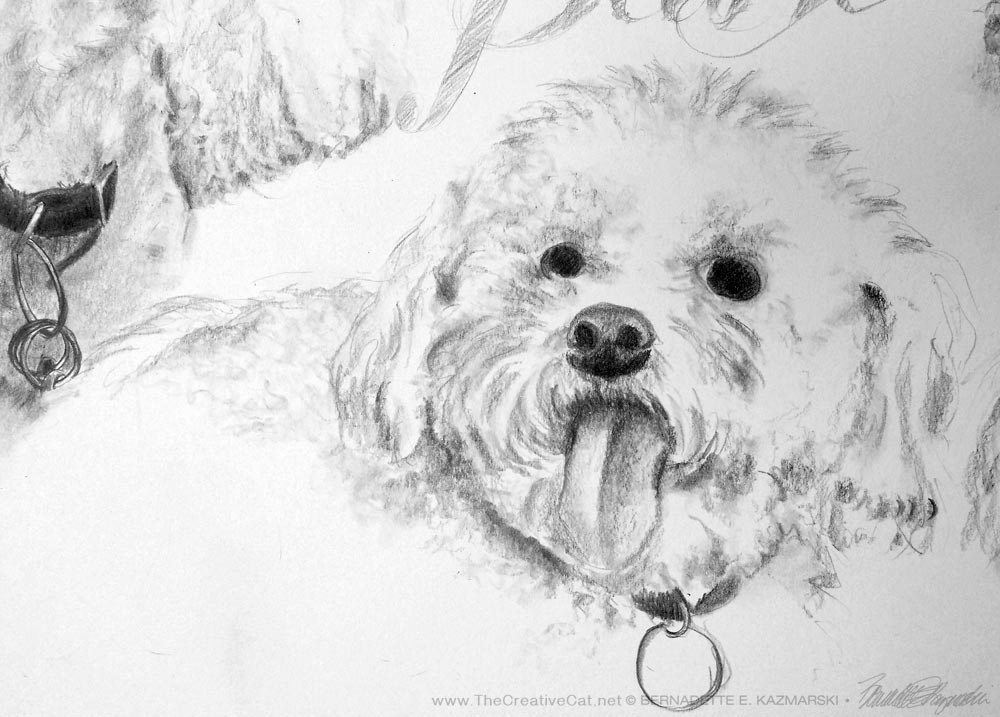 1000x717 Pearle 6 1000px ~ The Creative Cat - Bichon Sketch