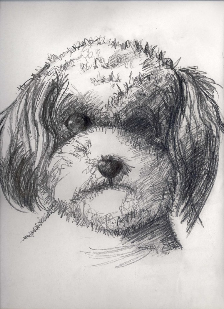 762x1048 Poodle Or Bichon Frise By Cutchan - Bichon Sketch