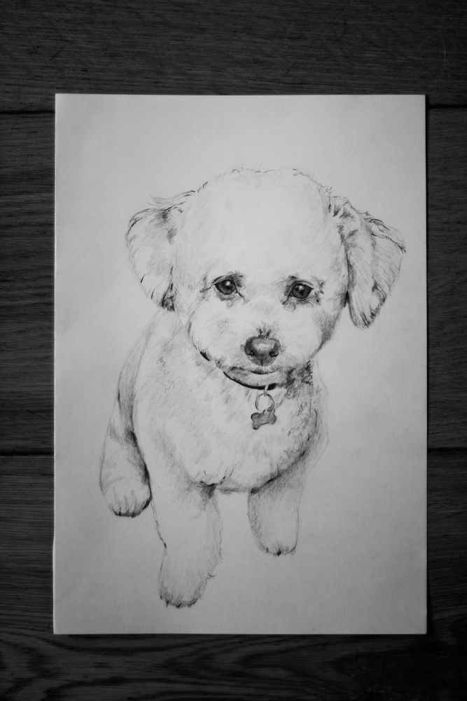 667x1000 A4 Bichon Frise Drawing Astakatrin - Bichon Sketch