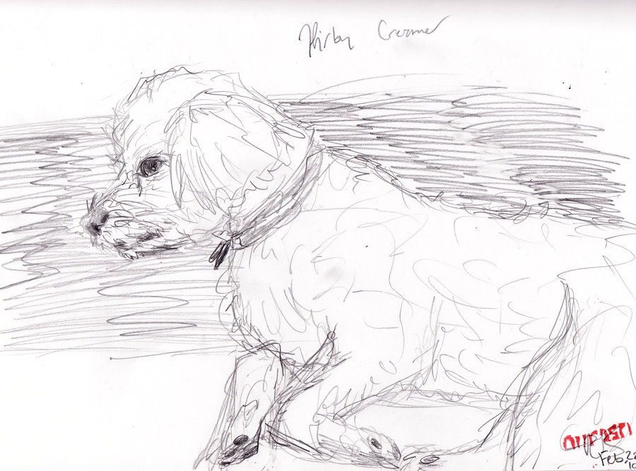900x667 Quick Bichon Sketch By Niirasri - Bichon Sketch