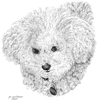 324x333 Alpine Animal Art - Bichon Sketch