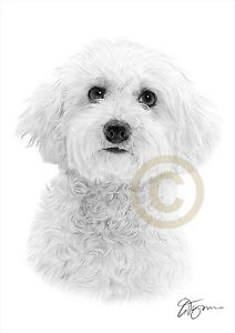 212x300 Bichon Frise Art Toy Dog A4 Size Signed Pencil Drawing Artwork - Bichon Sketch