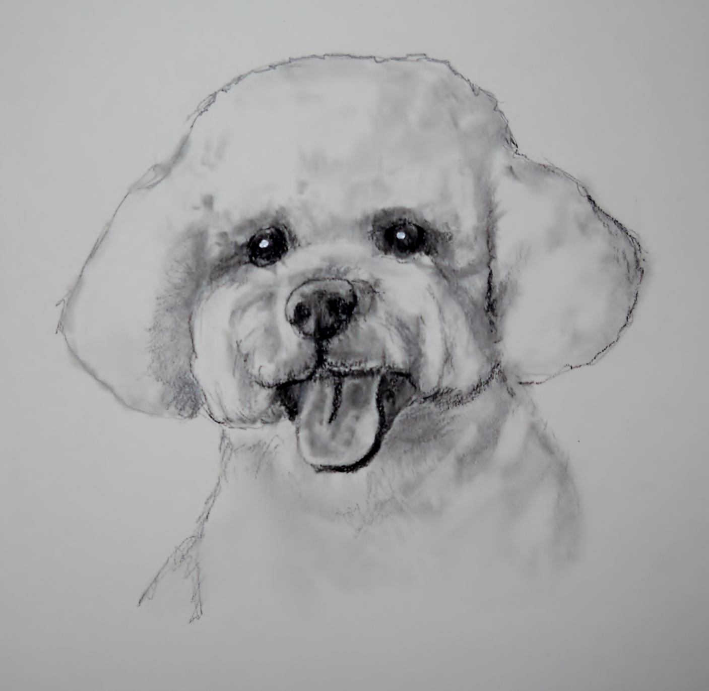 1407x1371 Bichon Frise Dara Dehnicke - Bichon Sketch