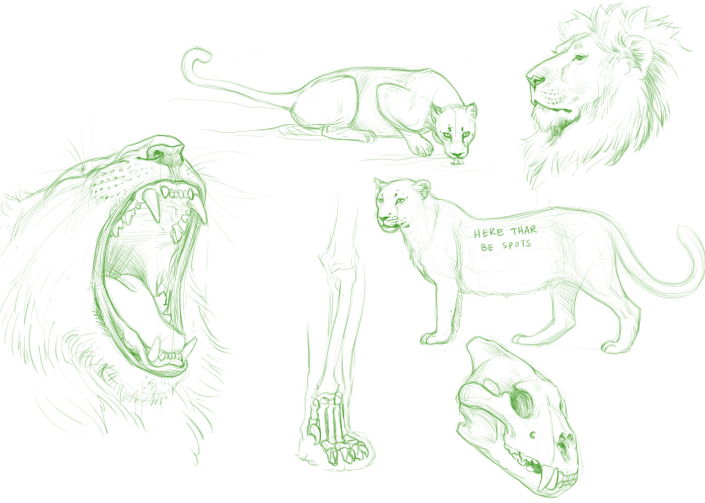 1400x1000 Big Cats Paper Nautilus - Big Cat Sketches