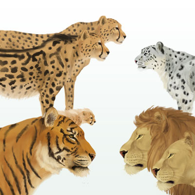 400x400 How To Draw Animals Big Cats, Their Anatomy And Patterns - Big Cat Sketches