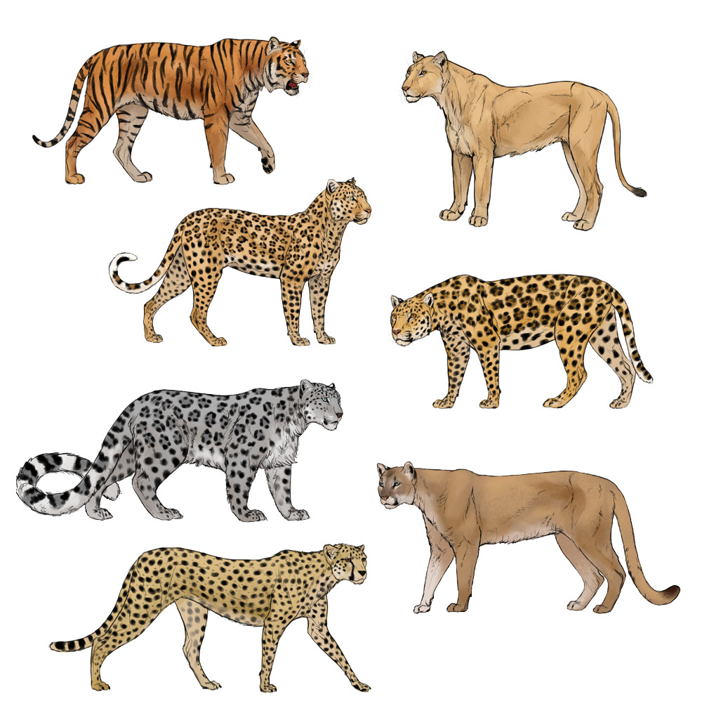 1000x1005 How To Draw Big Cats Lions, Tigers, Cheetahs, And Much More - Big Cat Sketches