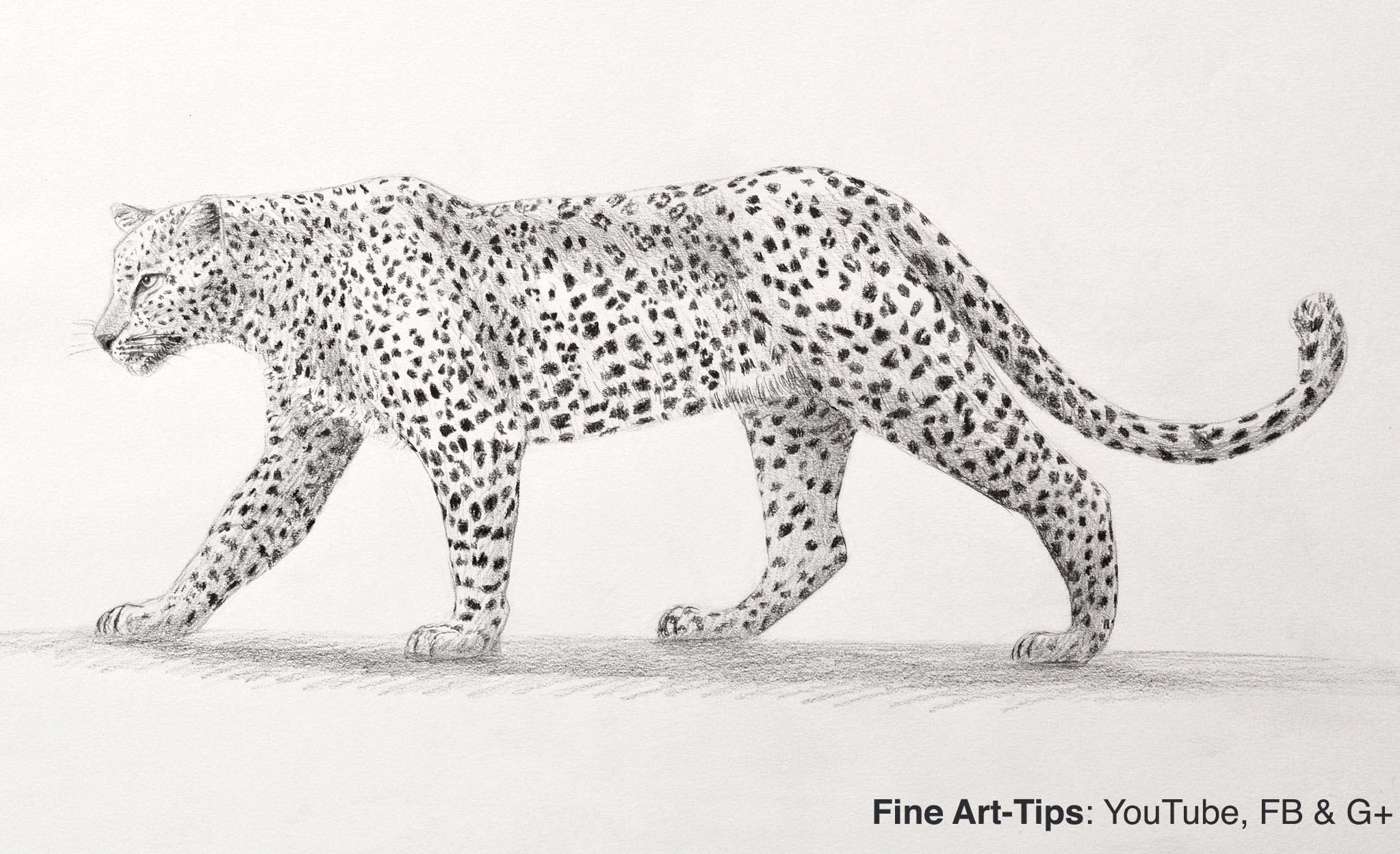 2046x1248 How To Draw A Leopard With Pencil - Big Cat Sketches