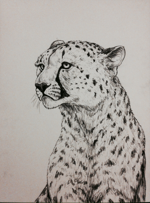 Big Cat Sketches at PaintingValley.com | Explore collection of Big Cat ...