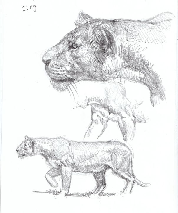 604x720 Sabertooth Diaries 3 Big Cat Action Sketches Razno - Big Cat Sketches