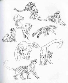 236x288 Big Cats Drawings Sketches - Big Cat Sketches